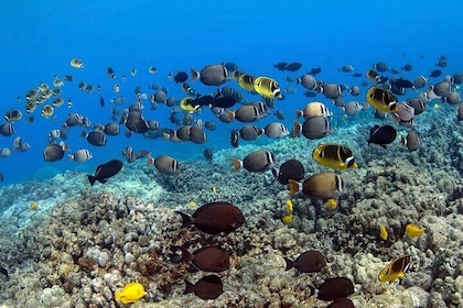 Kealakekua Bay (Captain Cook) Snorkeling