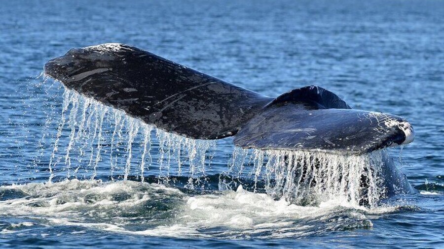 Whale Watching to Hikkaduwa with Breakfast and Transportation