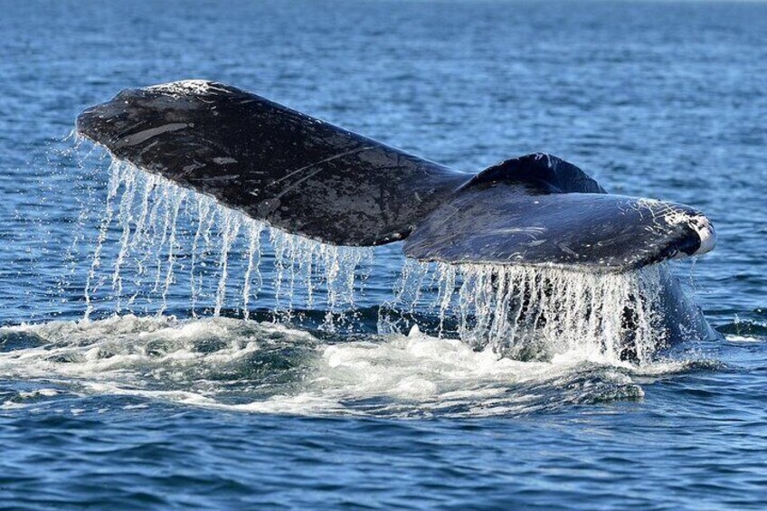 Whale Watching to Hikkaduwa with Breakfast and Transportation