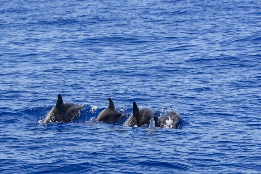 Whale Watching to Hikkaduwa with Breakfast and Transportation