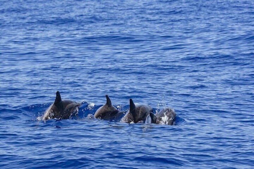 Whale Watching in Mirissa by Catamaran Cruise