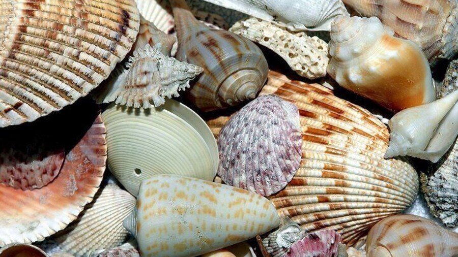 Local Island Shells