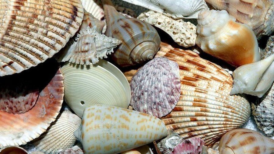 Local Island Shells