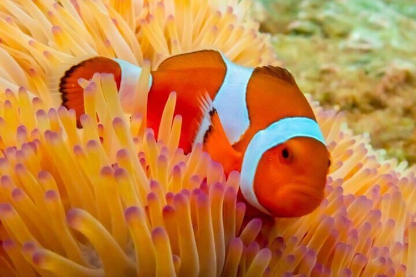 From Bangkok: Nemo Island with Lunch and Drone Photos