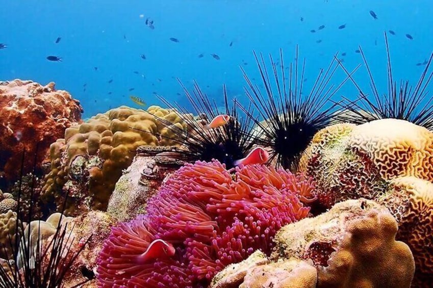 From Bangkok: Nemo Island with Lunch and Drone Photos