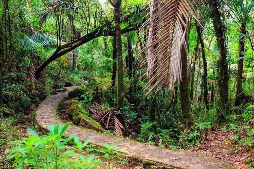 Half Day Adventure Private Tour in El Yunque Rainforest