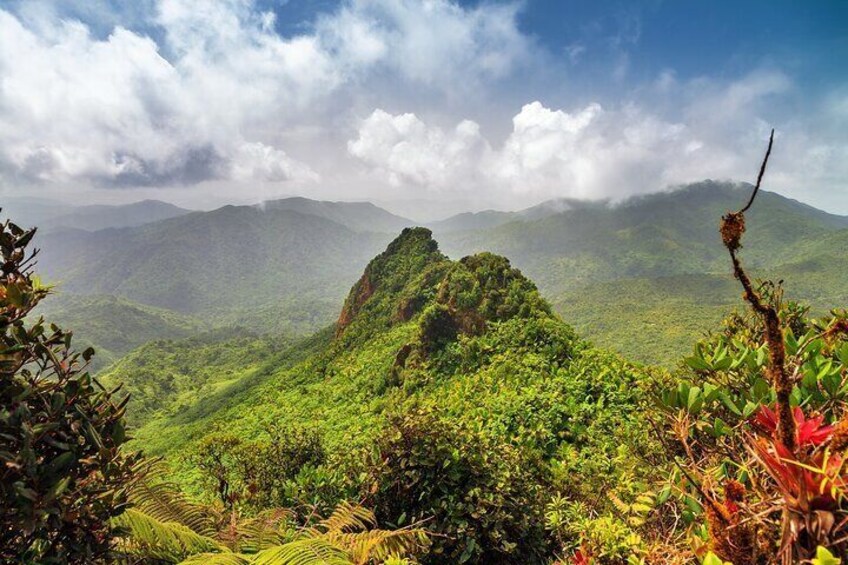 Half Day Adventure Private Tour in El Yunque Rainforest