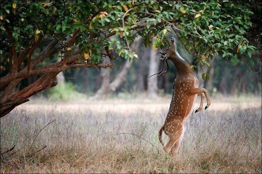 Ranthambhore Tiger Reserve
