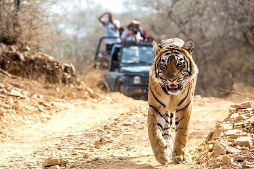 Ranthambhore Tiger Reserve