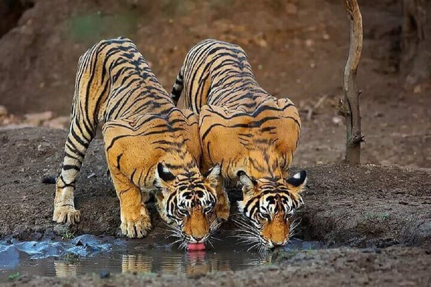 Ranthambhore Tiger Reserve
