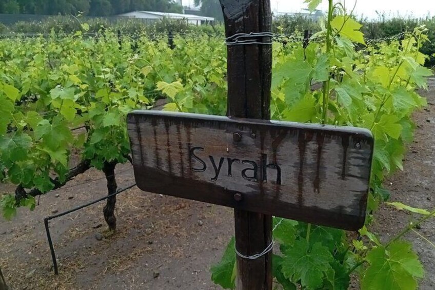 Private Half-Day Tour Visit Traditional Concha y Toro Vineyard