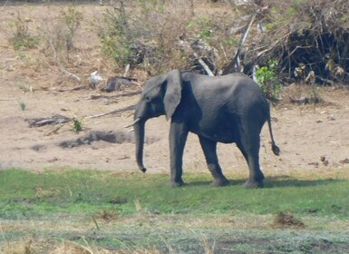 Excursión de un día a Akagera desde Kigali