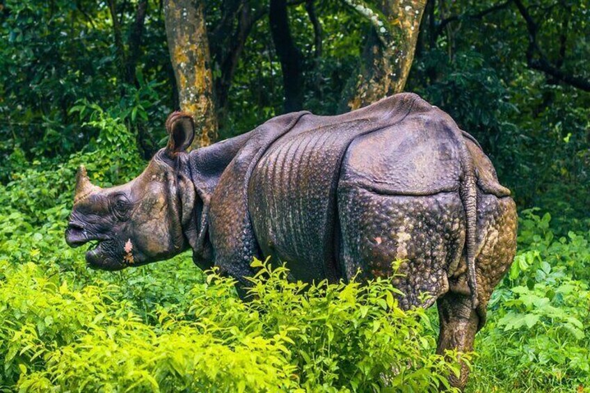 2 Days and 1 Night Chitwan Safari Tour