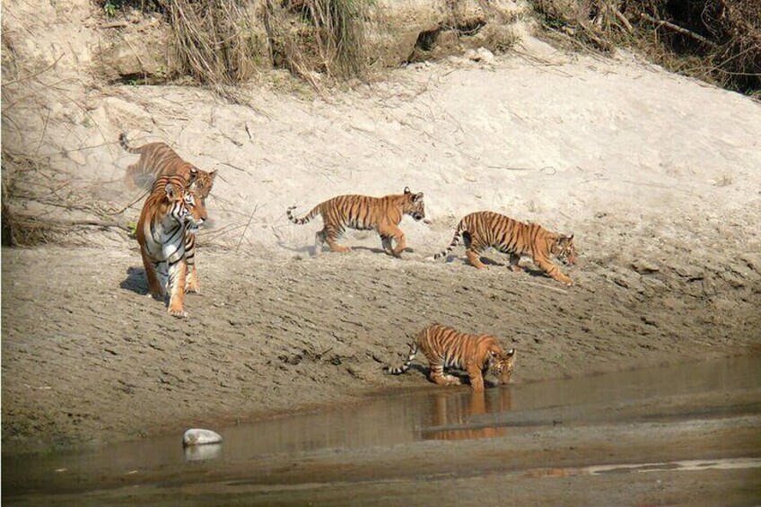 2 Days and 1 Night Chitwan Safari Tour