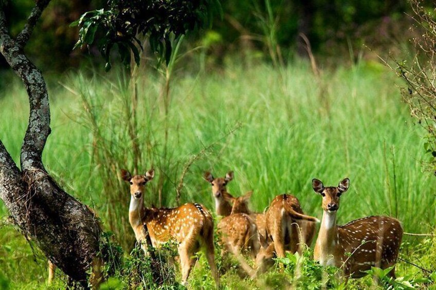 2 Days and 1 Night Chitwan Safari Tour