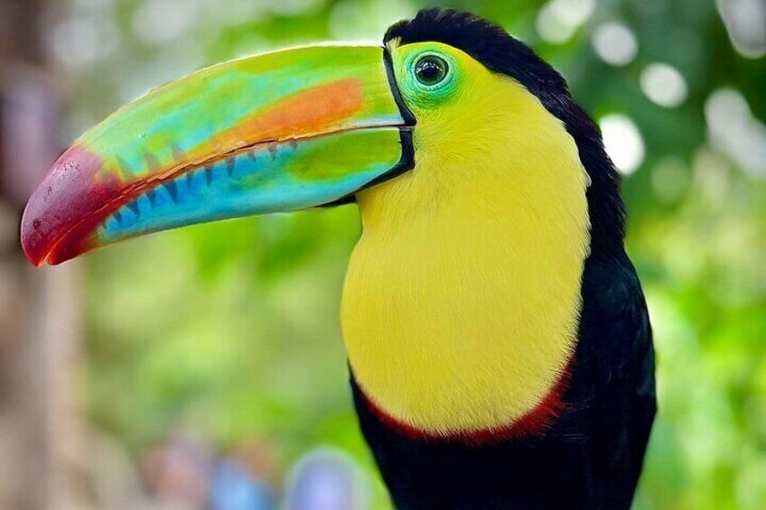 Observe toucans in the La Paz waterfall garden