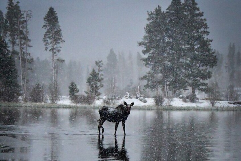 Winter Wonderland Photo Tour in The Rocky Mountain National Park