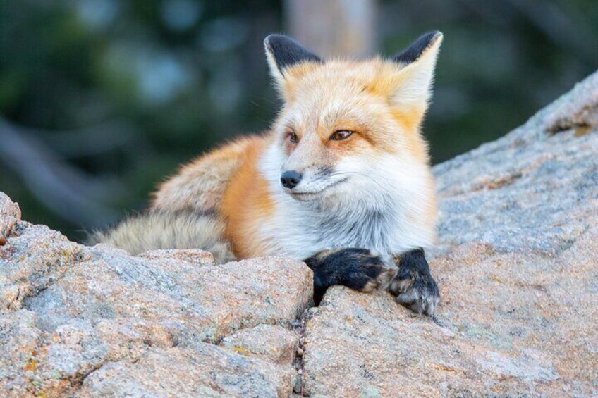 Winter Wonderland Photo Tour in The Rocky Mountain National Park