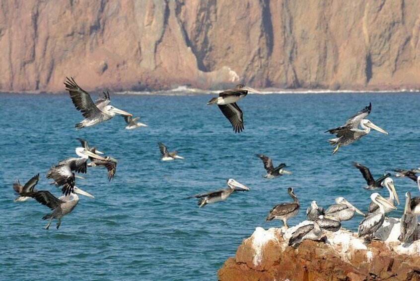 Ballestas Islands Tour Boat with roof