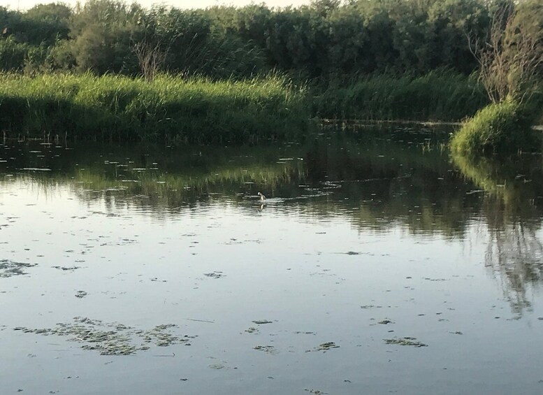 Picture 3 for Activity Amman: Azraq Desert Castles and Wetlands by bike