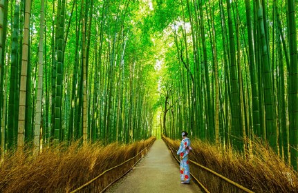 Kyoto/Osaka: Sanzenin, Bambuswald & Arashiyama Tagesausflug