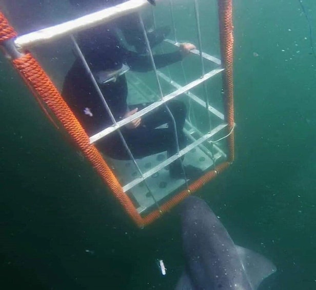 Picture 3 for Activity Cape Town: Shark Cage Diving with Food and Drinks