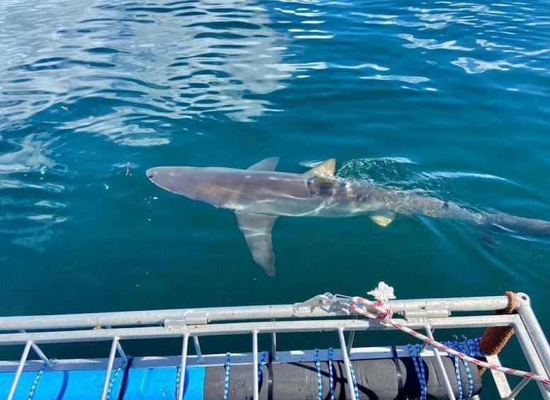 Picture 4 for Activity Cape Town: Shark Cage Diving with Food and Drinks