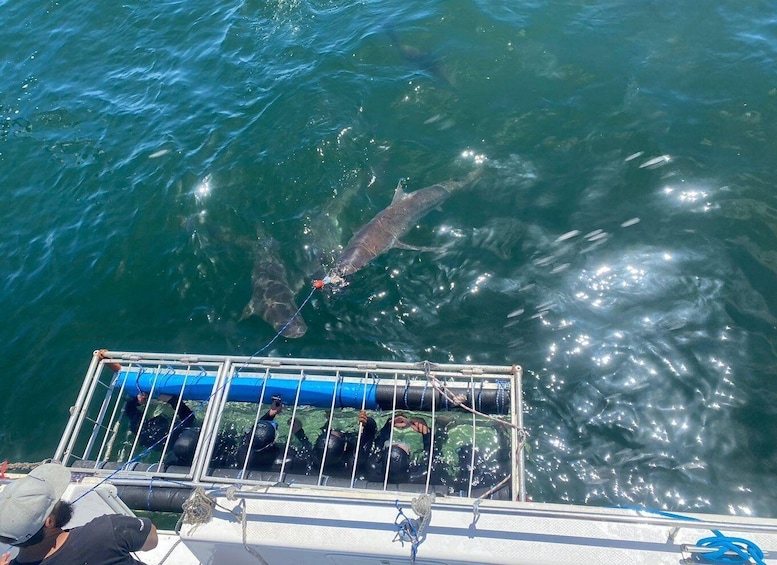 Picture 6 for Activity Cape Town: Shark Cage Diving with Food and Drinks