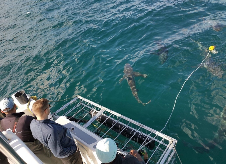 Picture 9 for Activity Cape Town: Shark Cage Diving with Food and Drinks
