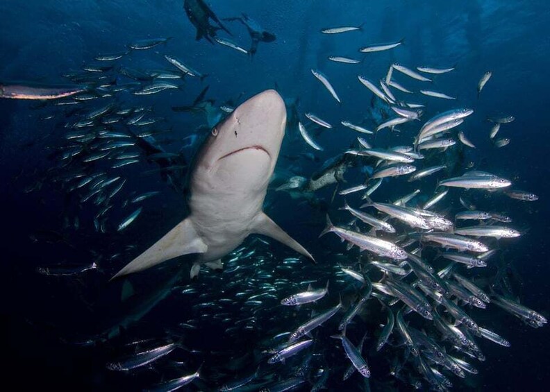 Picture 10 for Activity Cape Town: Shark Cage Diving with Food and Drinks