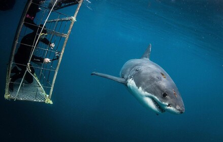 Le Cap : plongée dans les cages à requins avec repas et boissons