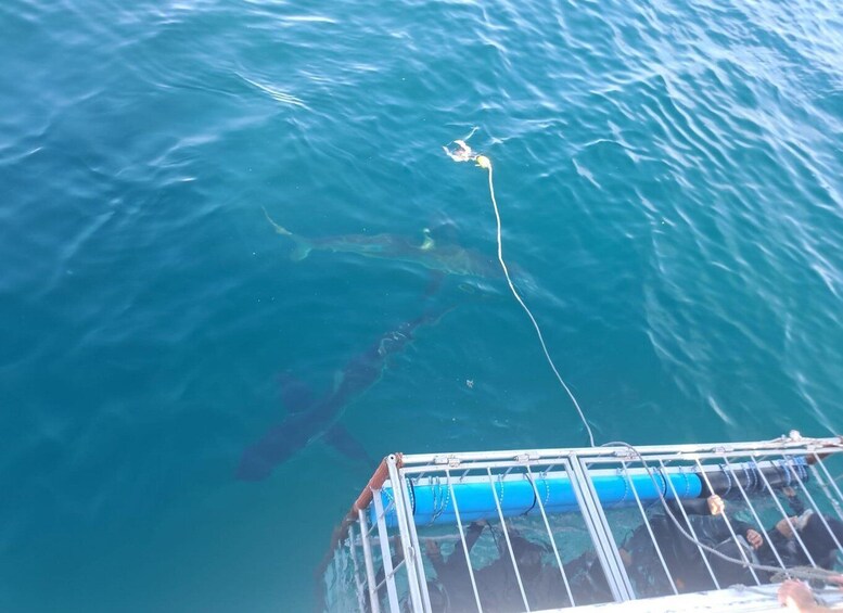 Picture 5 for Activity Cape Town: Shark Cage Diving with Food and Drinks