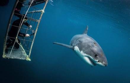 Buceo en jaulas con tiburones