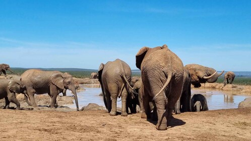 Addo Elephant Park Private Half-Day (OPEN 4x4 Vehicle)
