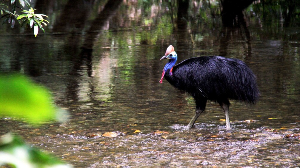 Full-Day Tour to the Daintree Rainforest & Cape Tribulation