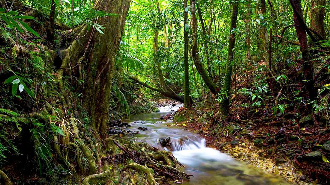 DAINTREE FOREST