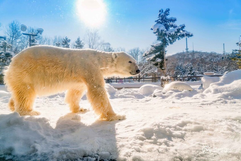 Picture 1 for Activity Hokkaido: Asahiyama Zoo, Furano, and Ningle Terrace Tour