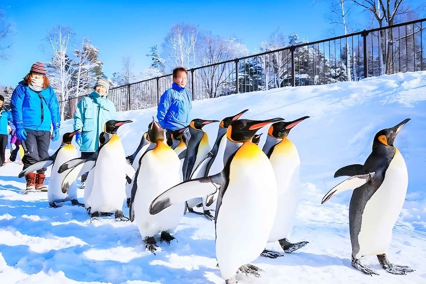 Hokkaido: Asahiyama Zoo, Furano, and Ningle Terrace Tour