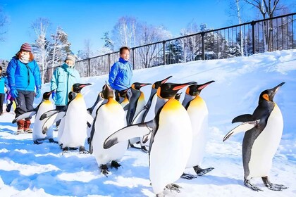 Hokkaido: Asahiyama Zoo, Furano, and Ningle Terrace Tour