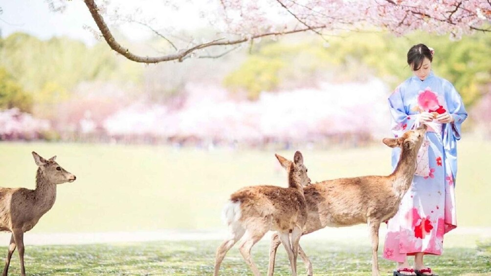 Picture 2 for Activity Kyoto/Osaka: Kyoto and Nara UNESCO Sites & History Day Trip