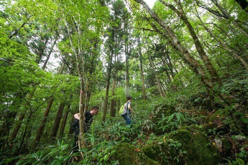 Hike up Mt. Omine and enjoy the view of Miyajima