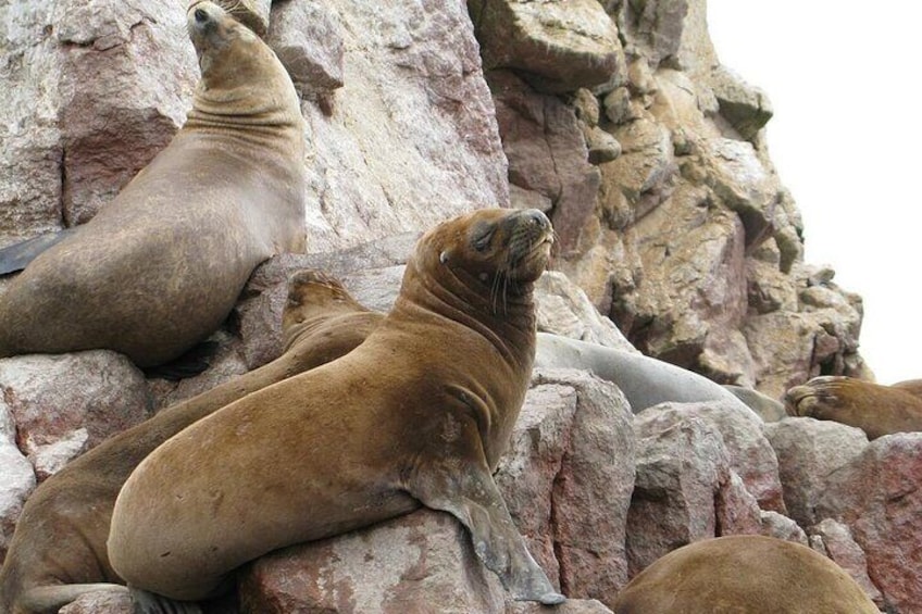 Ballestas Islands Tour from Puerto Martín Paracas for Cruises