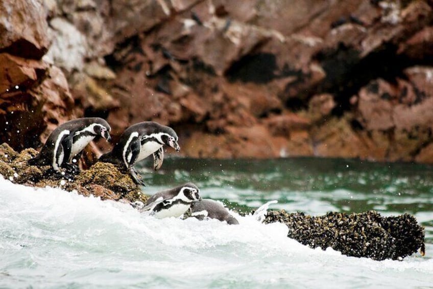 Ballestas Islands Tour from Puerto Martín Paracas for Cruises