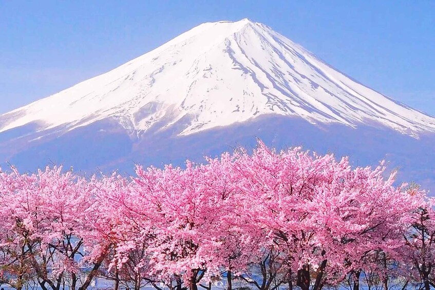 Tokyo: Mt. Fuji, Lake Kawaguchi,Lake Yamanaka,Onsen Day Tour