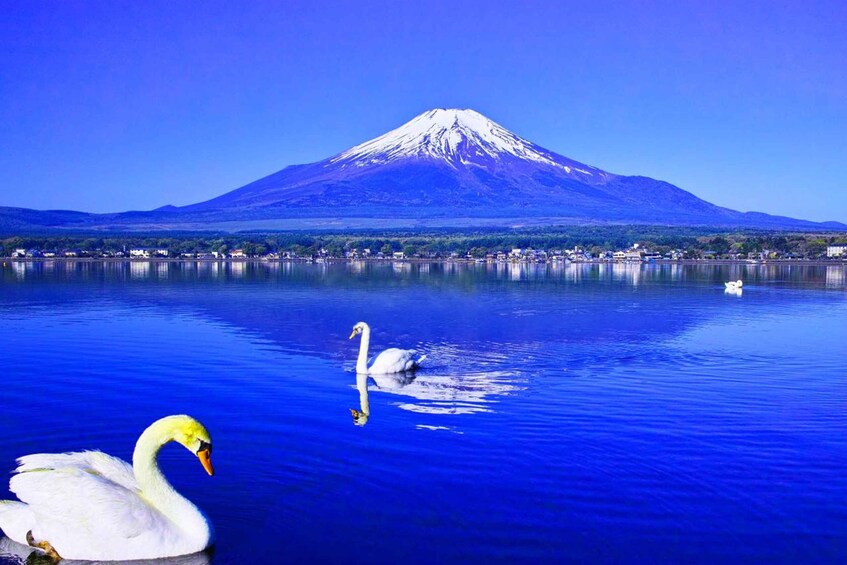 Picture 1 for Activity Tokyo: Mt. Fuji, Lake Kawaguchi,Lake Yamanaka,Onsen Day Tour