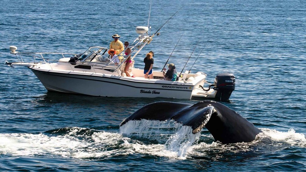 Whale Watching Boat tour in Trincomalee