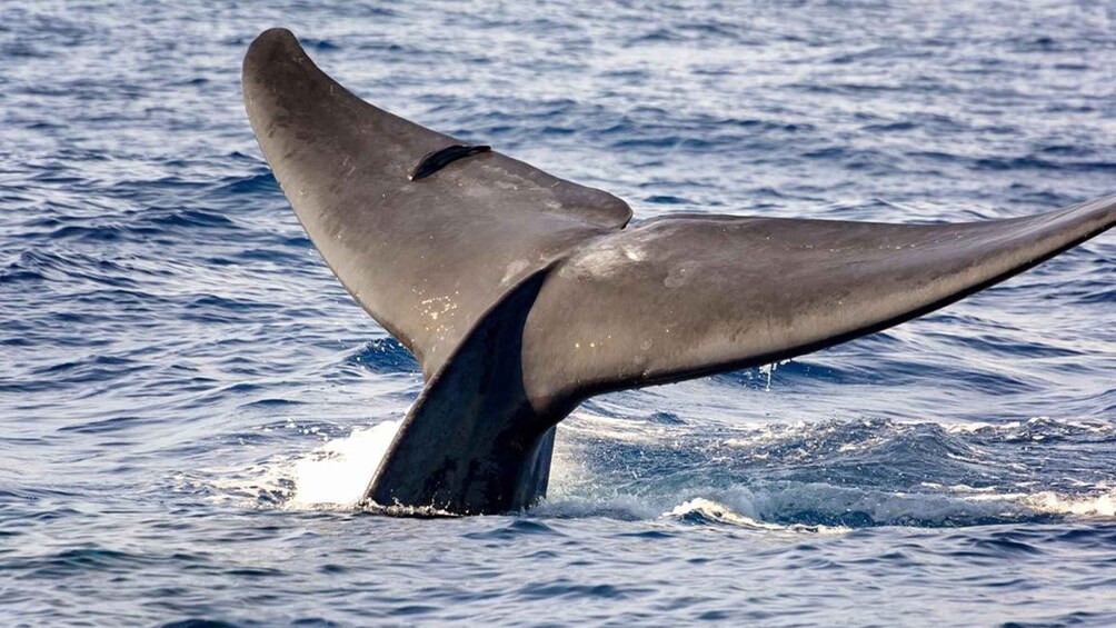 Picture 5 for Activity Whale Watching Boat tour in Trincomalee