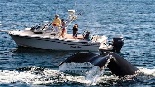 Excursion en bateau d’observation des baleines à Trincomalee