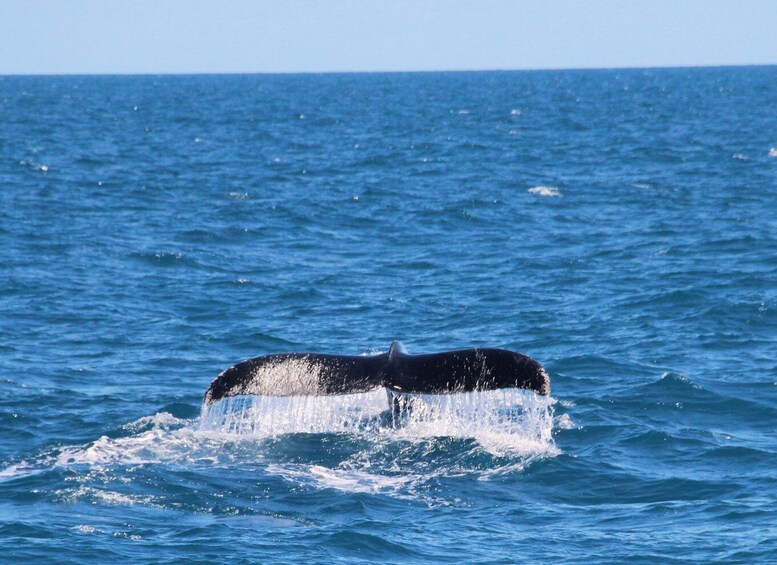 Picture 1 for Activity Whale Watching Boat tour in Trincomalee