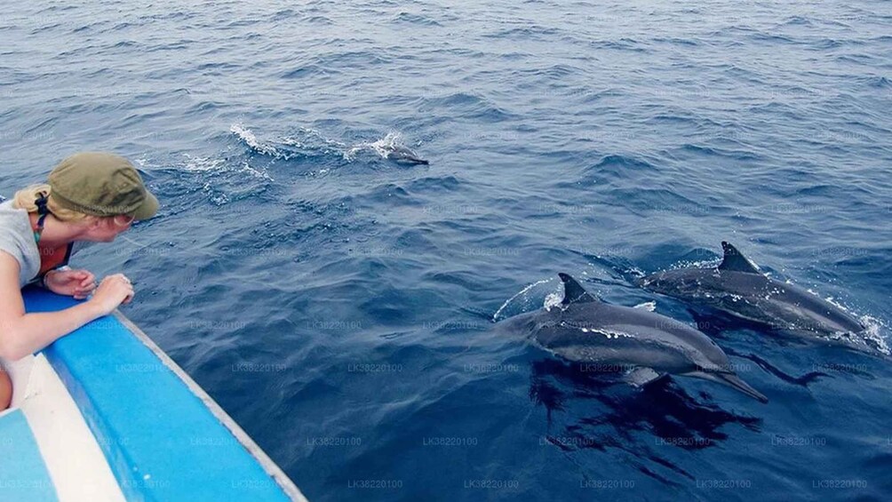 Picture 4 for Activity Whale Watching Boat tour in Trincomalee